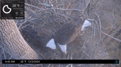 2024-12-03 22_40_56-Port Tobacco Eagle Cam - YouTube – Maxthon.png