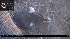 2024-12-03 22_41_24-Port Tobacco Eagle Cam - YouTube – Maxthon.png