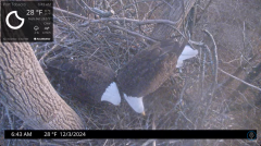 2024-12-03 22_41_58-Port Tobacco Eagle Cam - YouTube – Maxthon.png