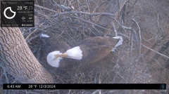 2024-12-03 22_41_44-Port Tobacco Eagle Cam - YouTube – Maxthon.png