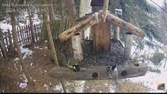 2024-12-04 20_24_25-Hrănitoarea pentru păsări _ The bird feeder - YouTube – Maxthon.png