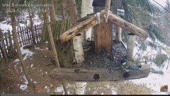 2024-12-04 20_24_59-Hrănitoarea pentru păsări _ The bird feeder - YouTube – Maxthon.png