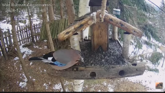2024-12-04 20_25_05-Hrănitoarea pentru păsări _ The bird feeder - YouTube – Maxthon.png