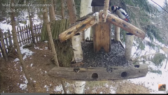 2024-12-04 20_25_10-Hrănitoarea pentru păsări _ The bird feeder - YouTube – Maxthon.png