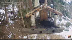 2024-12-04 20_25_52-Hrănitoarea pentru păsări _ The bird feeder - YouTube – Maxthon.png