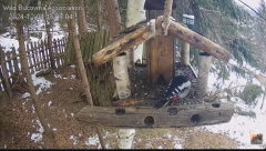 2024-12-04 20_26_14-Hrănitoarea pentru păsări _ The bird feeder - YouTube – Maxthon.png