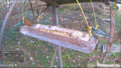 2024-12-04 21_00_13-Bird Feeders and Nesting Boxes Live in Switzerland's Live broadcast - YouTube – .png