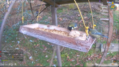 2024-12-04 21_00_17-Bird Feeders and Nesting Boxes Live in Switzerland's Live broadcast - YouTube – .png