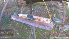2024-12-04 21_00_19-Bird Feeders and Nesting Boxes Live in Switzerland's Live broadcast - YouTube – .png