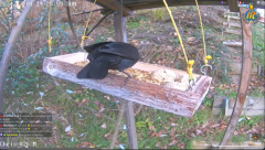 2024-12-04 21_00_29-Bird Feeders and Nesting Boxes Live in Switzerland's Live broadcast - YouTube – .png