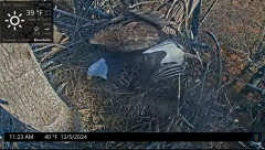 2024-12-05 17_48_08-Port Tobacco Eagle Cam - YouTube – Maxthon.png