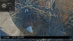 2024-12-05 17_48_23-Port Tobacco Eagle Cam - YouTube – Maxthon.png