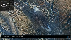 2024-12-05 17_49_18-Port Tobacco Eagle Cam - YouTube – Maxthon.png