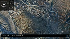 2024-12-05 17_49_20-Port Tobacco Eagle Cam - YouTube – Maxthon.png