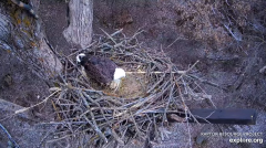 2024-12-05 18_51_19-Decorah Eagles - North Nest - 4k powered by EXPLORE.org - YouTube – Maxthon.png