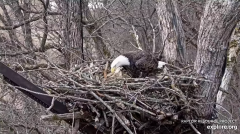 2024-12-05 18_51_42-Decorah Eagles - North Nest - 4k powered by EXPLORE.org - YouTube – Maxthon.png