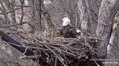 2024-12-05 18_51_51-Decorah Eagles - North Nest - 4k powered by EXPLORE.org - YouTube – Maxthon.png