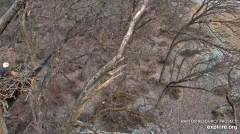 2024-12-05 18_52_07-Decorah Eagles - North Nest - 4k powered by EXPLORE.org - YouTube – Maxthon.png