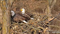 2024-12-06 20_52_02-Decorah Eagles - North Nest - 4k powered by EXPLORE.org - YouTube – Maxthon.png