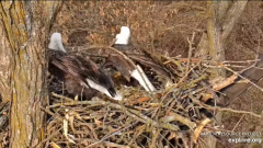 2024-12-06 20_52_16-Decorah Eagles - North Nest - 4k powered by EXPLORE.org - YouTube – Maxthon.png