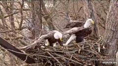 2024-12-06 20_52_19-Decorah Eagles - North Nest - 4k powered by EXPLORE.org - YouTube – Maxthon.png