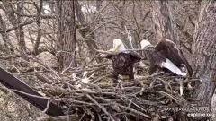 2024-12-06 20_52_42-Decorah Eagles - North Nest - 4k powered by EXPLORE.org - YouTube – Maxthon.png