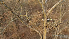2024-12-06 20_53_15-Decorah Eagles - North Nest - 4k powered by EXPLORE.org - YouTube – Maxthon.png