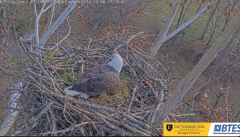 2024-12-06 21_36_17-Bluff City Cam2_ ETSU_BTES Eagle Camera - YouTube – Maxthon.png