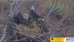 2024-12-06 21_37_27-Bluff City Cam2_ ETSU_BTES Eagle Camera - YouTube – Maxthon.png