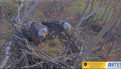 2024-12-06 21_37_30-Bluff City Cam2_ ETSU_BTES Eagle Camera - YouTube – Maxthon.png