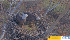 2024-12-06 21_37_38-Bluff City Cam2_ ETSU_BTES Eagle Camera - YouTube – Maxthon.png