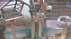 2024-12-06 22_05_22-LIVE - Futterplatz für Vögel und Co. (steuerbare PTZ Kamera) - YouTube – Maxthon.png