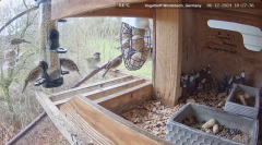 2024-12-06 22_16_40-Michael's Vogeltreff - Bird Feeder Live Windsbach, Germany - YouTube – Maxthon.png