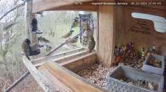 2024-12-06 22_17_43-Michael's Vogeltreff - Bird Feeder Live Windsbach, Germany - YouTube – Maxthon.png