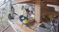 2024-12-06 22_17_51-Michael's Vogeltreff - Bird Feeder Live Windsbach, Germany - YouTube – Maxthon.png