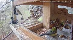 2024-12-06 22_18_06-Michael's Vogeltreff - Bird Feeder Live Windsbach, Germany - YouTube – Maxthon.png