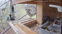 2024-12-06 22_18_13-Michael's Vogeltreff - Bird Feeder Live Windsbach, Germany - YouTube – Maxthon.png