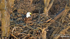 2024-12-08 21_44_14-Decorah Eagles - North Nest - 4k powered by EXPLORE.org - YouTube – Maxthon.png