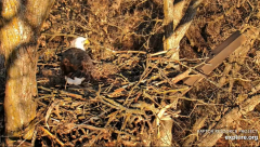 2024-12-08 21_44_34-Decorah Eagles - North Nest - 4k powered by EXPLORE.org - YouTube – Maxthon.png