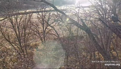 2024-12-08 21_44_59-Decorah Eagles - North Nest - 4k powered by EXPLORE.org - YouTube – Maxthon.png