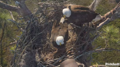 2024-12-08 22_03_22-Southwest Florida Eagle Cam - YouTube – Maxthon.png