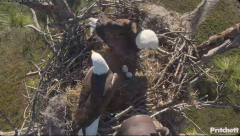 2024-12-08 21_56_09-Southwest Florida Eagle Cam - YouTube – Maxthon.png