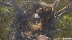 2024-12-08 22_03_53-Southwest Florida Eagle Cam - YouTube – Maxthon.png