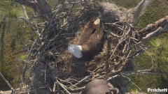 2024-12-08 22_04_19-Southwest Florida Eagle Cam - YouTube – Maxthon.png
