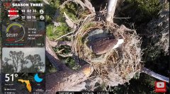 2024-12-08 22_44_19-Central Florida Bald Eagle CAM LIVE #baldeagle #livestream #egglaying #eaglets -.png