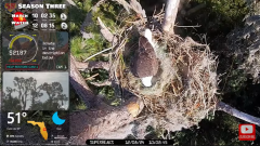 2024-12-08 22_44_36-Central Florida Bald Eagle CAM LIVE #baldeagle #livestream #egglaying #eaglets -.png