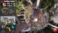 2024-12-08 22_46_14-Central Florida Bald Eagle CAM LIVE #baldeagle #livestream #egglaying #eaglets -.png