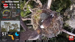 2024-12-08 22_46_19-Central Florida Bald Eagle CAM LIVE #baldeagle #livestream #egglaying #eaglets -.png