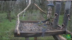 2024-12-10 21_30_29-(1) LIVE Wildlife 4K Cam - Bird Feeder (Somogy, Hungary) - YouTube – Maxthon.png