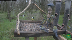 2024-12-10 21_30_26-(1) LIVE Wildlife 4K Cam - Bird Feeder (Somogy, Hungary) - YouTube – Maxthon.png